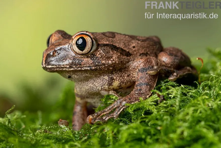 Brauner Waldsteiger, Leptopelis millsoni