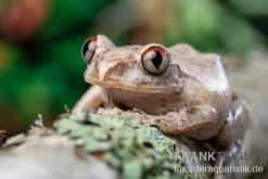 Brauner Waldsteiger, Leptopelis millsoni