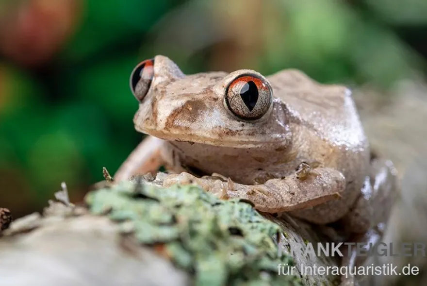 Brauner Waldsteiger, Leptopelis millsoni