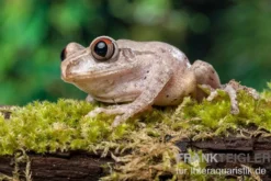 Brauner Waldsteiger, Leptopelis millsoni