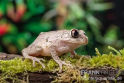 Brauner Waldsteiger, Leptopelis millsoni