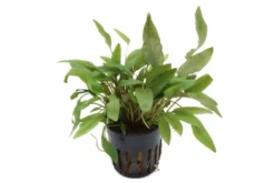 Brauner Wasserkelch, Cryptocoryne wendtii braun, im Topf