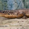 Braune Schildechse, Gerrhosaurus major