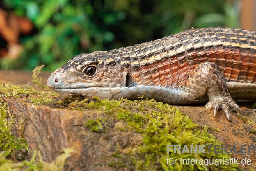 Braune Schildechse, Gerrhosaurus major