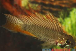 Breitbinden-Zwergbuntbarsch, Apistogramma megaptera, paarweise
