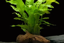 Breitblättriger Javafarn, Microsorum pteropus latifolius, im Topf