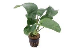 Breitblättriges Speerblatt, Anubias barteri, XL-Topf, Mutterpflanze