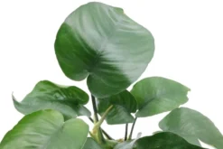 Breitblättriges Speerblatt, Anubias barteri, XL-Topf, Mutterpflanze