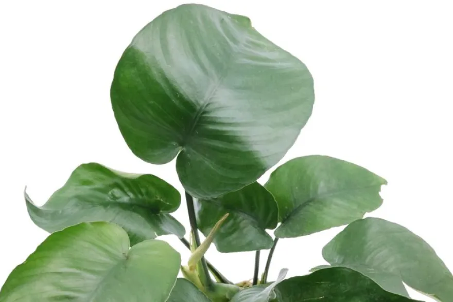 Breitblättriges Speerblatt, Anubias barteri, XL-Topf, Mutterpflanze