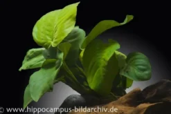 Breitblättriges Speerblatt, Anubias barteri, XXL-Topf, Mutterpflanze
