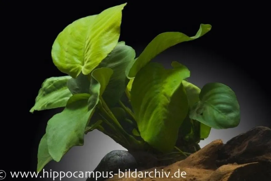 Breitblättriges Speerblatt, Anubias barteri, XXL-Topf, Mutterpflanze