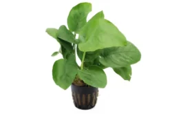 Breitblättriges Speerblatt, Anubias barteri, XXL-Topf, Mutterpflanze