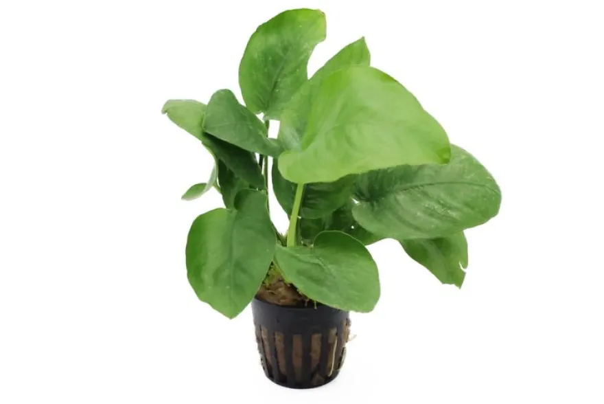 Breitblättriges Speerblatt, Anubias barteri, XXL-Topf, Mutterpflanze