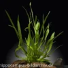 Breitblättrige Zwergschwertpflanze, Echinodorus latifolius/xingu, im Topf