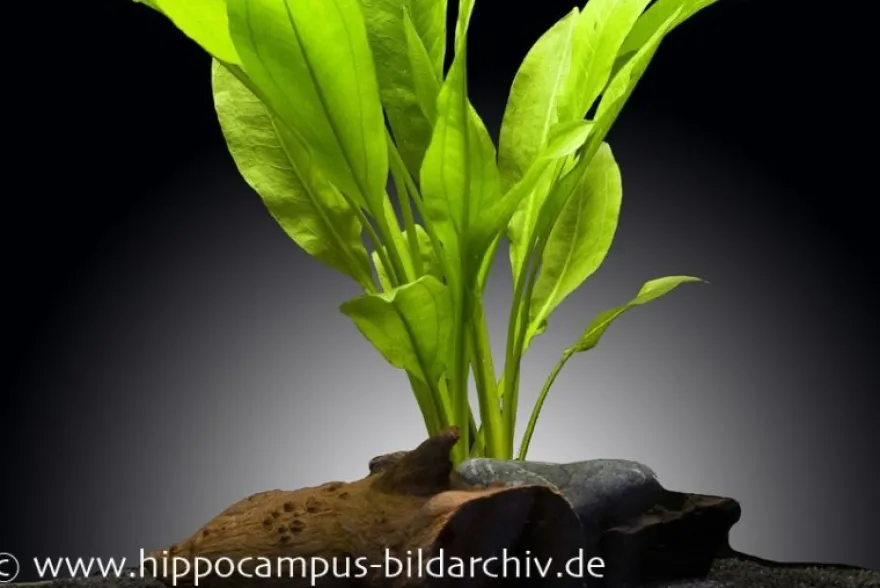 Breite Amazonaspflanze, Echinodorus bleheri, Bund