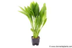 Breite Amazonaspflanze, Echinodorus bleheri, XL-Topf