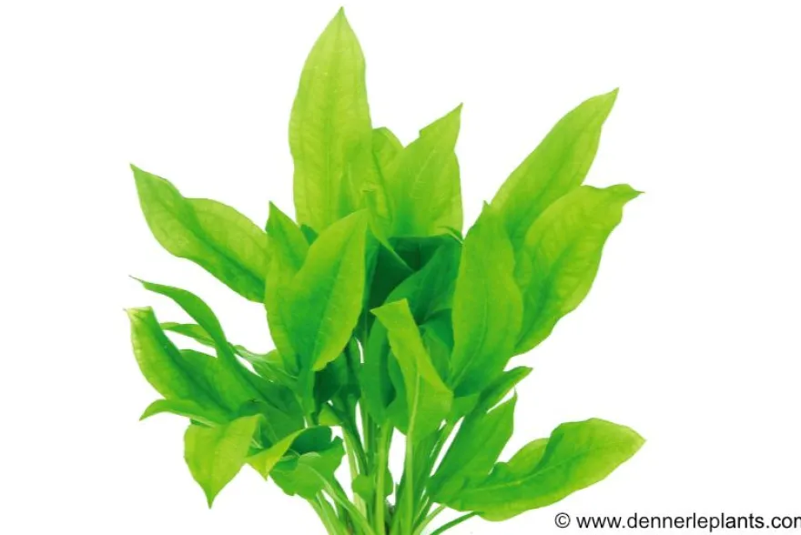 Breite Amazonaspflanze, Echinodorus bleheri, im Topf