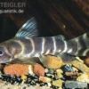 Brichards Fiederbartwels, Synodontis brichardi, 10-12 cm