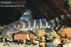 Brichards Fiederbartwels, Synodontis brichardi, 10-12 cm