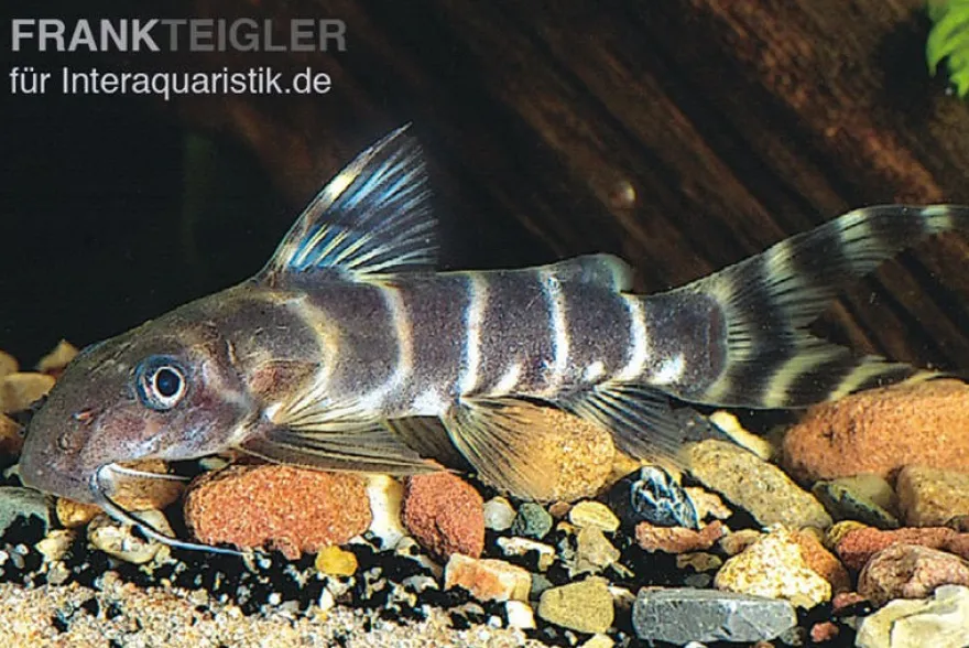 Brichards Fiederbartwels, Synodontis brichardi, 10-12 cm