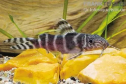 Brichards Fiederbartwels, Synodontis brichardi, 10-12 cm