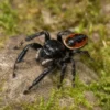 Brillante Springspinne, Phidippus clarus