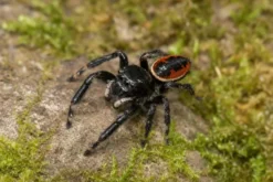 Brillante Springspinne, Phidippus clarus