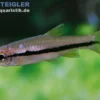 Brilliantrasbora, Rasbora einthovenii