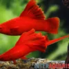 Broccoli-Schwertträger, Xiphophorus helleri