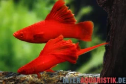 Broccoli-Schwertträger, Xiphophorus helleri