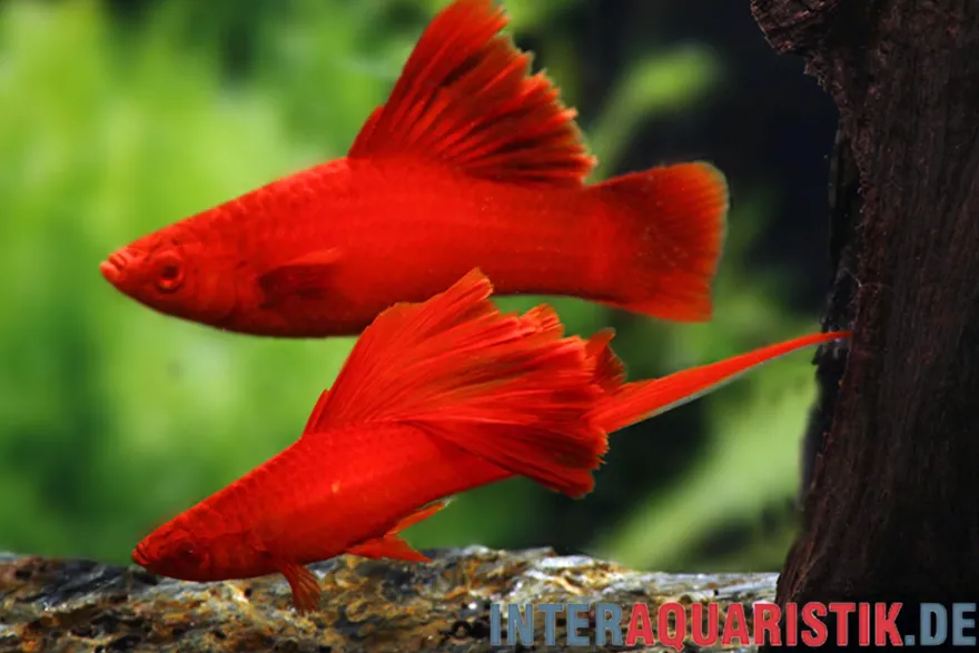 Broccoli-Schwertträger, Xiphophorus helleri
