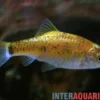 Brokatbarbe Neon Yellow, Barbodes schuberti Neon Yellow