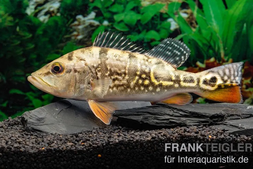 Brokopondo Peacock Bass, Cichla cf. ocellaris brokopondo