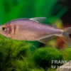 Brombeersalmler, Hyphessobrycon wadai