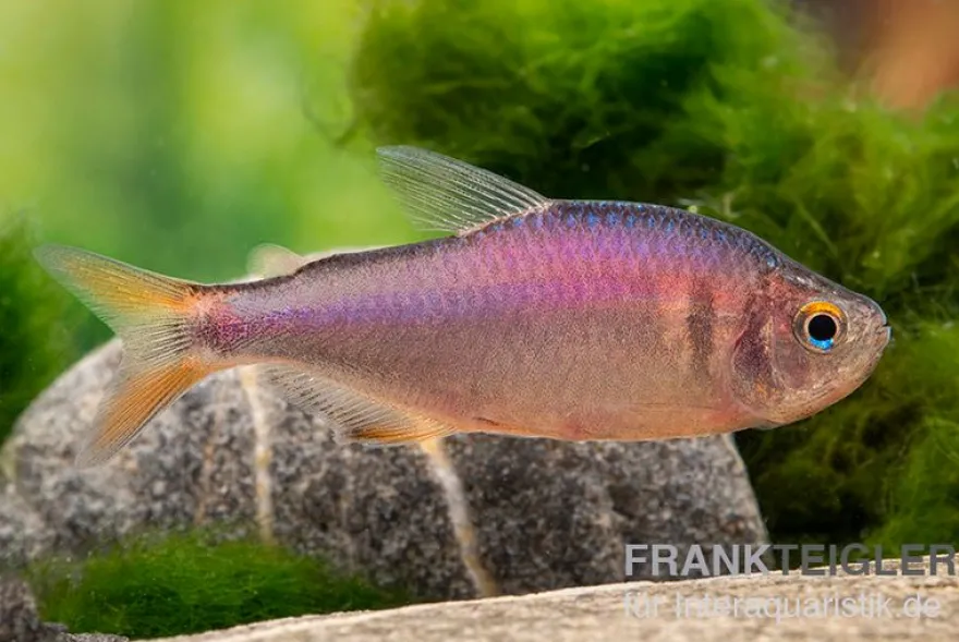 Brombeersalmler, Hyphessobrycon wadai