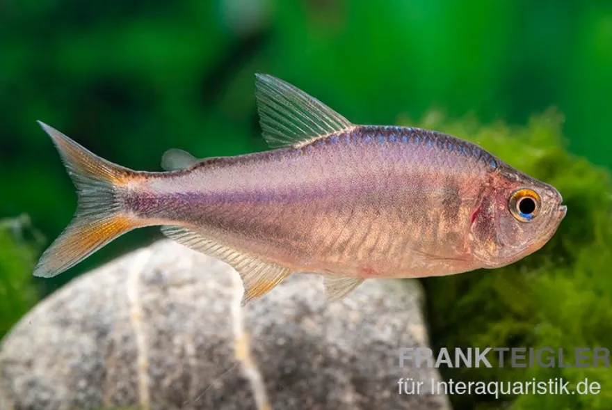 Brombeersalmler, Hyphessobrycon wadai