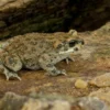 Brongersma-Kröte, Bufo brongersmai