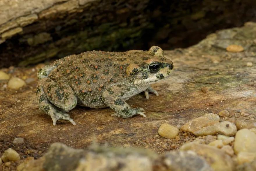 Brongersma-Kröte, Bufo brongersmai