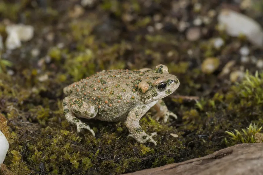 Brongersma-Kröte, Bufo brongersmai