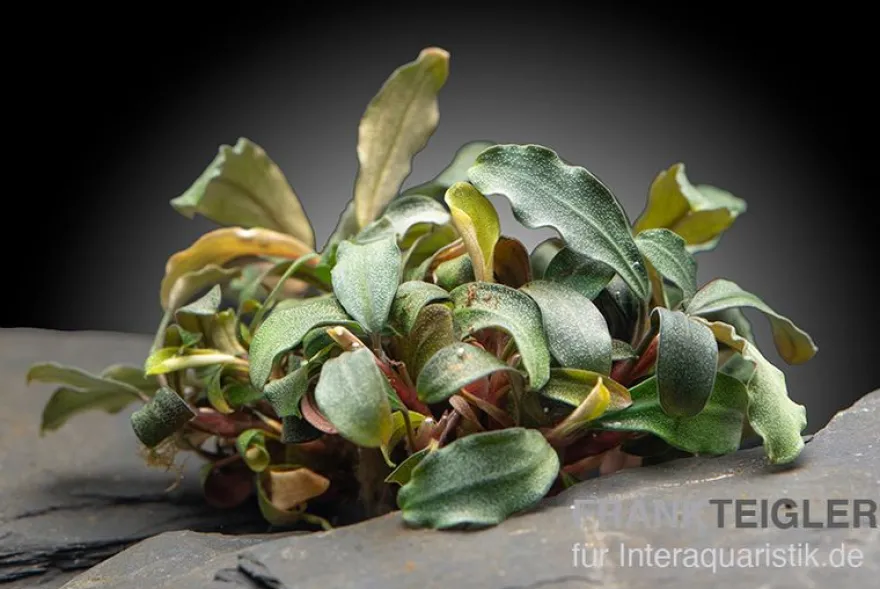 Bucephalandra brownie "Ghost Ulu Kapus", im Topf