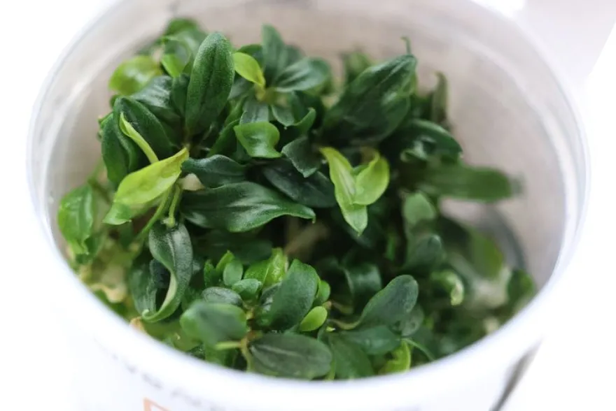 Bucephalandra "Needle Leaf", Bucephalandra micrantha "Needle Leaf" In-Vitro