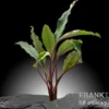 Bucephalandra "Pearl grey", lose Pflanze