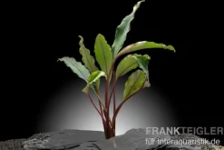 Bucephalandra "Pearl grey", lose Pflanze