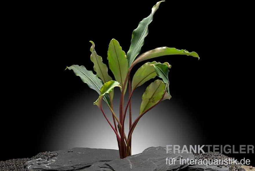 Bucephalandra "Pearl grey", lose Pflanze