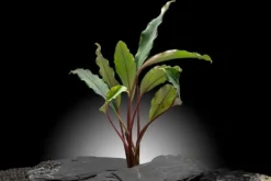 Bucephalandra "Pearl grey", lose Pflanze