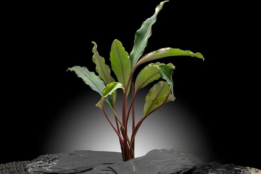 Bucephalandra "Pearl grey", lose Pflanze