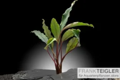 Bucephalandra