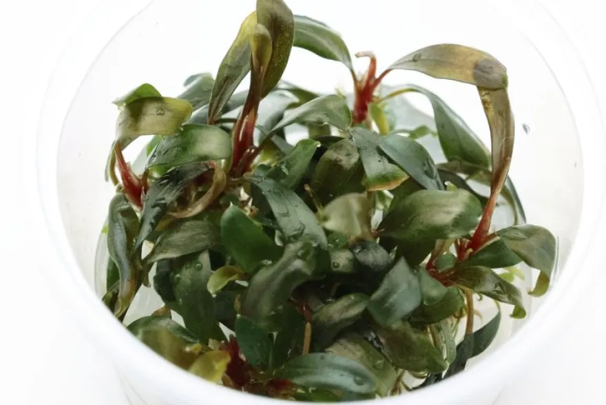 Bucephalandra "Serimbu Brown", Bucephalandra sp. "Serimbu Brown", in Vitro