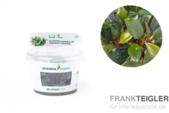 Bucephalandra