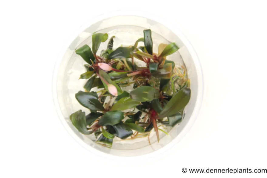 Bucephalandra "Serimbu Brown", Bucephalandra sp. "Serimbu Brown", in Vitro